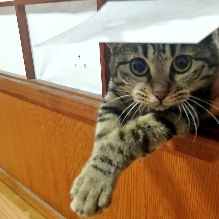高菜先生猫