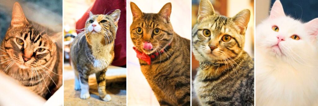 猫カフェ河口湖