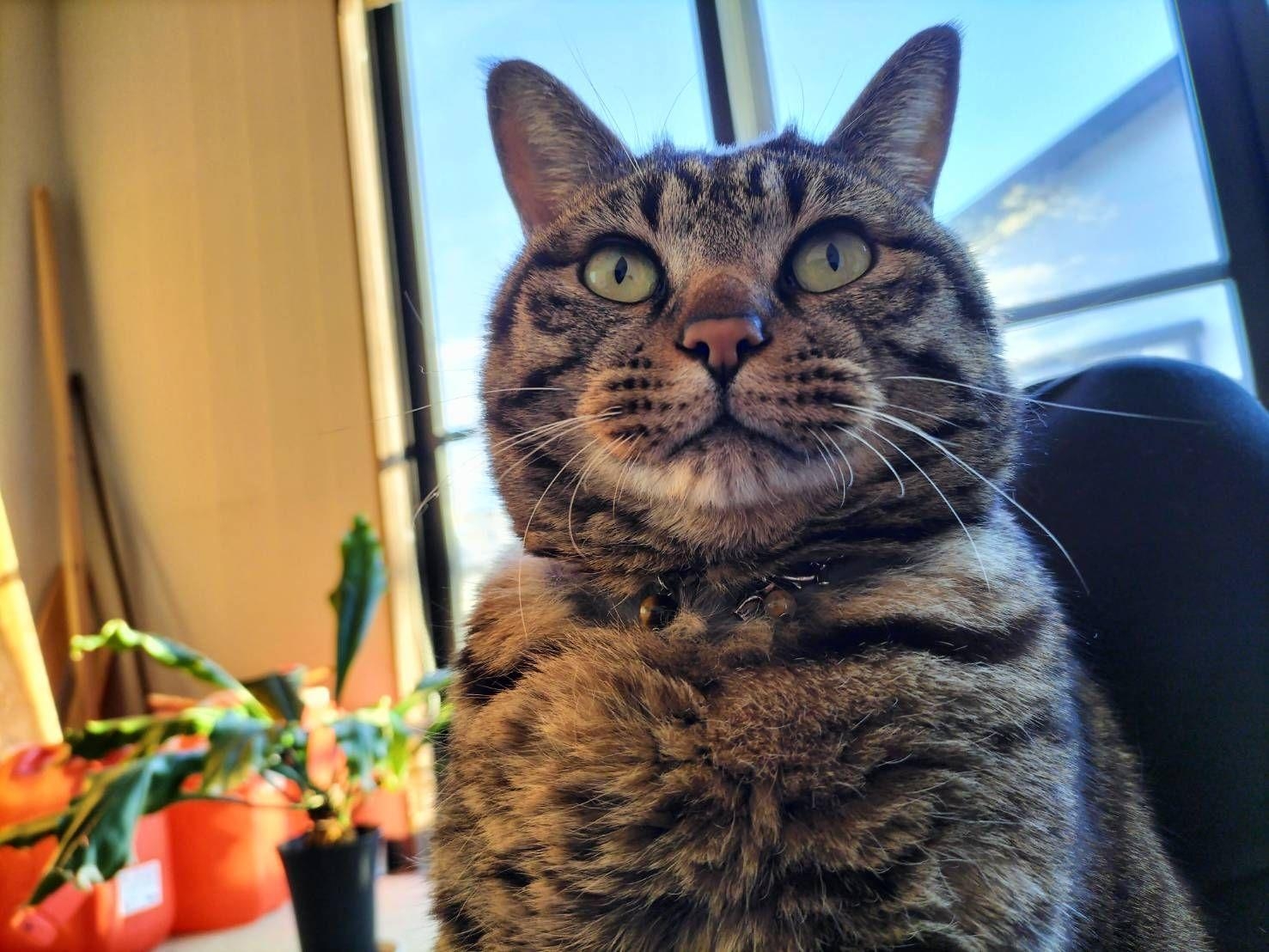 世界の高菜先生